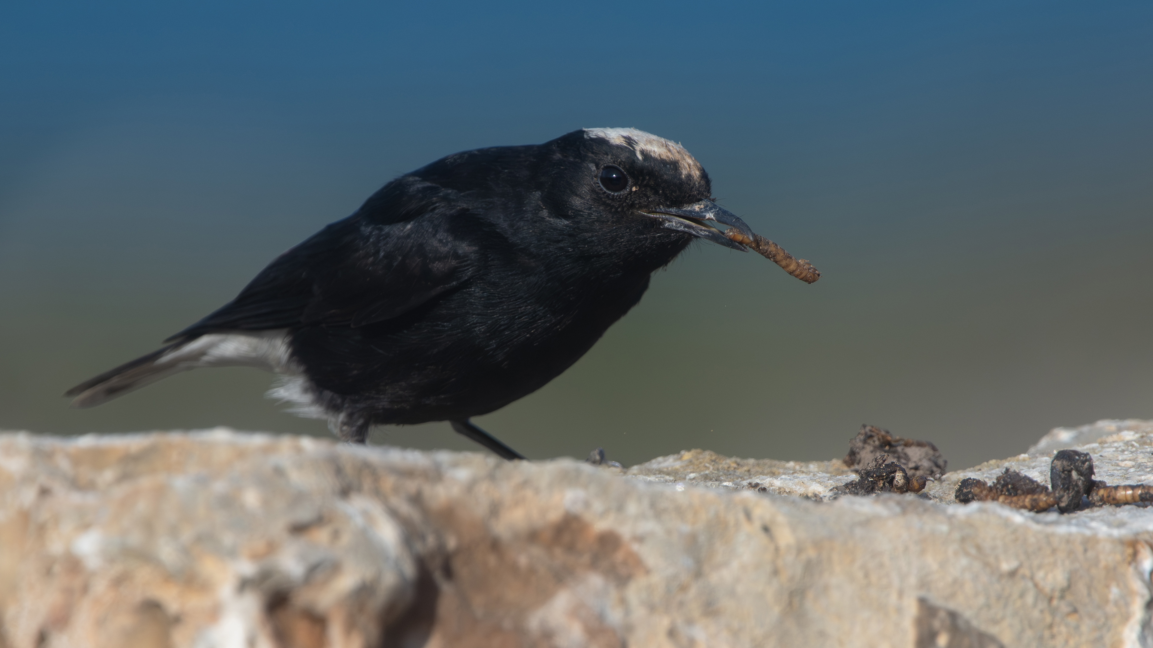 White-crowned Wheatear